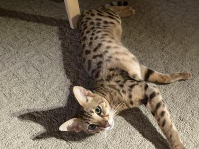 Starky F2 Girl - Savannah - Gallery Photo #1