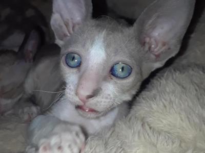 L - Cornish Rex - Gallery Photo #1