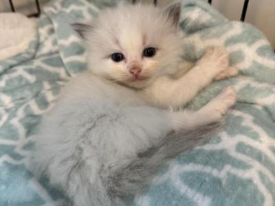 Ragdoll Females - Ragdoll - Gallery Photo #1