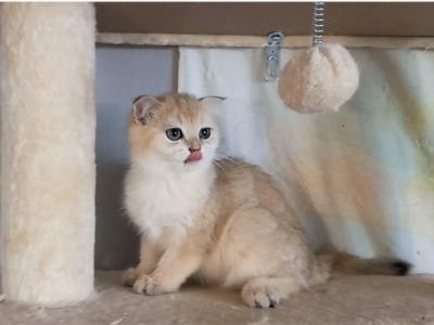 Golden Boy Half Off Promotion Now - Scottish Fold - Gallery Photo #1
