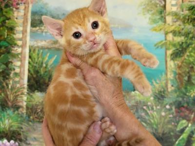 Red Spotted Rosetted Kittens - Bengal - Gallery Photo #1