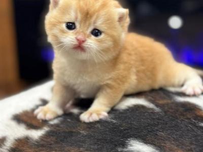 British Shorthair Golden Chinchilla NY12 - British Shorthair - Gallery Photo #1