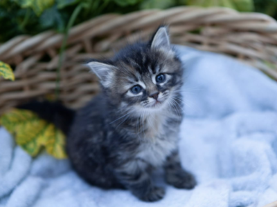 Past Nonwhite Turkish Angora Kittens - Turkish Angora - Gallery Photo #1