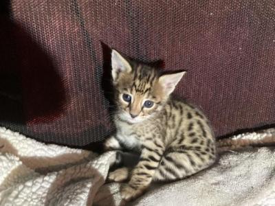 Lucky F2 Girl - Savannah - Gallery Photo #1