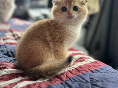 Lana - Scottish Fold - Gallery Photo #1