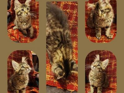 Amalthea - Maine Coon - Gallery Photo #1