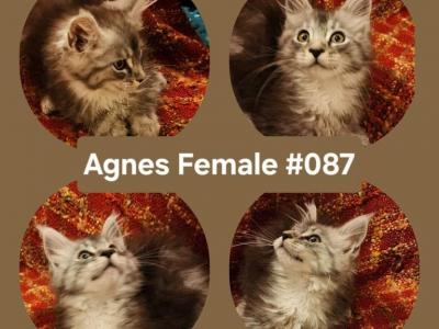 Agnes - Maine Coon - Gallery Photo #1