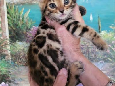 Beautiful Exotic Looking Bengal Kittens - Bengal - Gallery Photo #1