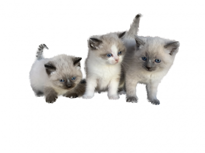 SIAMESE Kittens Male And Female - Siamese - Gallery Photo #1