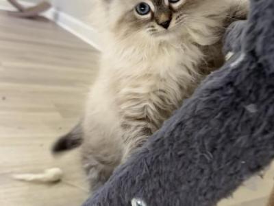 Apple - Siberian - Gallery Photo #1