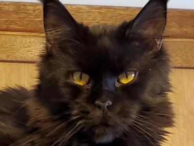 Kekoa - Maine Coon - Gallery Photo #1