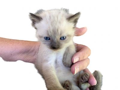 SIAMESE Kittens - Siamese - Gallery Photo #1