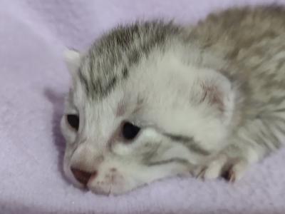 Egyptian Maus Coming Soon - Egyptian Mau - Gallery Photo #1