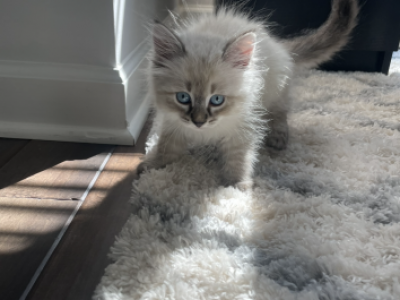 Lavender - Siberian - Gallery Photo #1