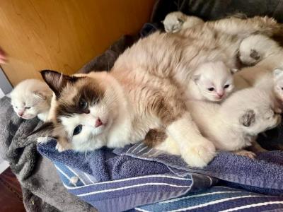 Yennsrags - Ragdoll - Gallery Photo #1