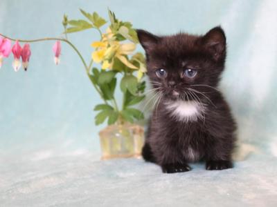 Dwarf And Non Dwarf English Muffin Kittens & Cats - Munchkin - Gallery Photo #1