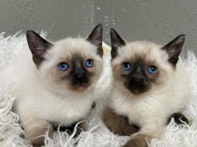 Siamese - Siamese - Gallery Photo #1