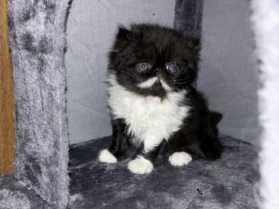 Black Diamond Beautiful Persians TBB - Persian - Gallery Photo #1