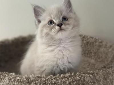 Fanta - Ragdoll - Gallery Photo #1