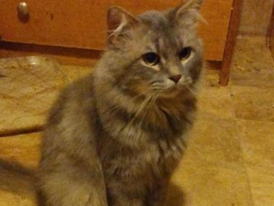 BLUE BOY - Siamese - Gallery Photo #1