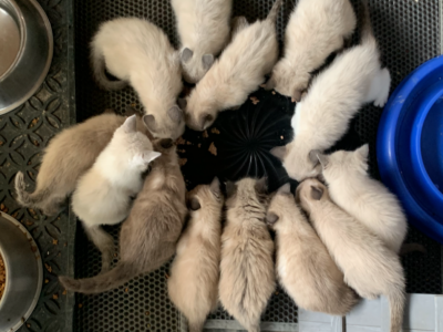 SIAMESE Kittens Ready Now - Siamese - Gallery Photo #1