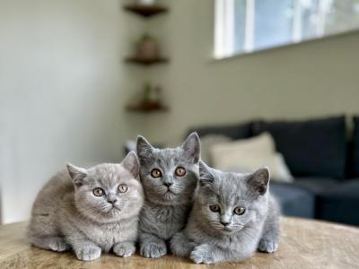 BSH Kittens Spring 26 - British Shorthair - Gallery Photo #1