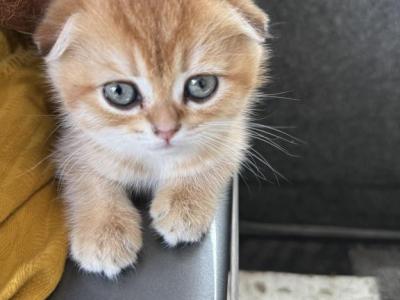 Roma - Scottish Fold - Gallery Photo #1