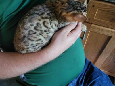 Purebred Bengal Kitten - Bengal - Gallery Photo #1