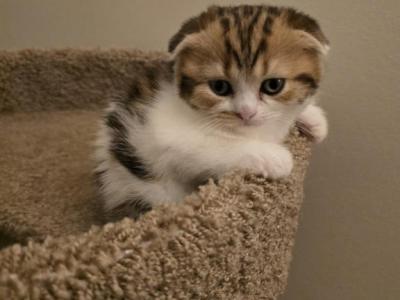 Lion2 - Scottish Fold - Gallery Photo #1
