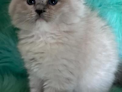 Daisy - Ragdoll - Gallery Photo #1