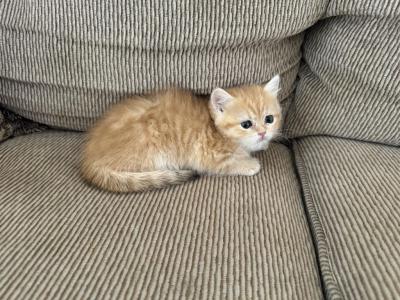 Mike - British Shorthair - Gallery Photo #1