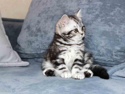 Tiffany Butterfly Tabby Black Silver Marbled Girl - American Shorthair - Gallery Photo #1