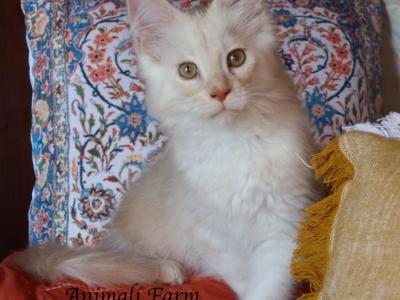 Felix - Maine Coon - Gallery Photo #1