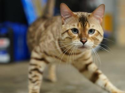 Beau - Bengal - Gallery Photo #1