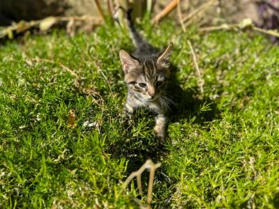 HP F1 Savannah Male Tyler - Savannah - Gallery Photo #1