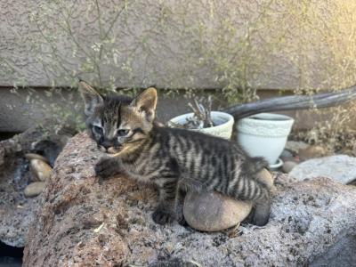 HP F1 Savannah Male  Mudu - Savannah - Gallery Photo #1