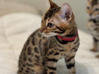 Bengal Kittens - Bengal - Gallery Photo #1