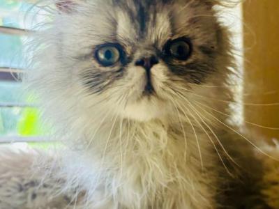 Sunny Of Towercastle - Persian - Gallery Photo #1