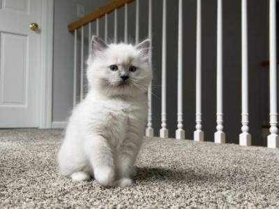 Mitted Ragdoll Male - Ragdoll - Gallery Photo #1