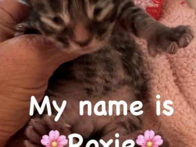 Purebred Maine Coon Kittens - Maine Coon - Gallery Photo #1