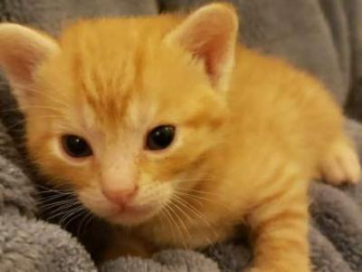 Bengal Kittens Orange In Color - Bengal - Gallery Photo #1