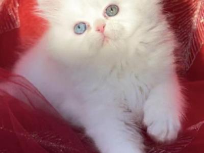 CFA Registered White Dollface Persian Female - Persian - Gallery Photo #1