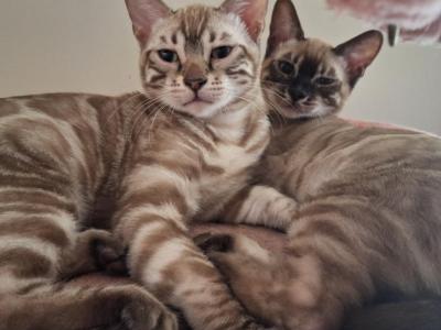 DandelionADOPTED - Bengal - Gallery Photo #1
