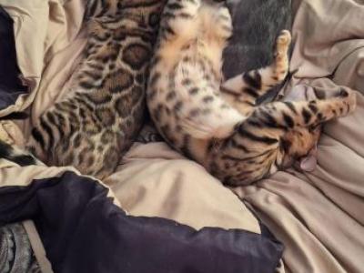 BaileyADOPTED - Bengal - Gallery Photo #1