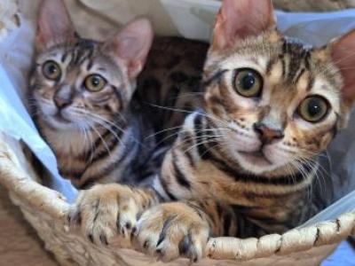 BaileyADOPTED - Bengal - Gallery Photo #1