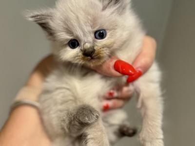 Felicity - Ragdoll - Gallery Photo #1