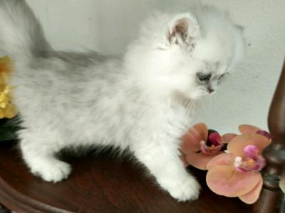 Quin Persian Female Kittens - Persian - Gallery Photo #1