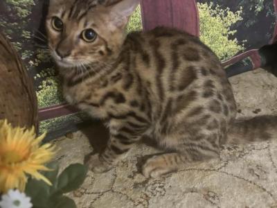 Pumpkin - Bengal - Gallery Photo #1