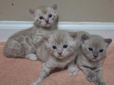Three MusketeersALL ADOPTED - Bengal - Gallery Photo #1