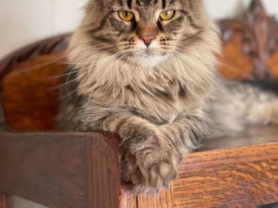 TICA Main Coon Full Breeding - Maine Coon - Gallery Photo #1